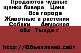 Продаются чудные щенки бивера › Цена ­ 25 000 - Все города Животные и растения » Собаки   . Амурская обл.,Тында г.